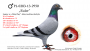 PL-0189-22-6177–samiec – syn „Rulera” (ojca „Celebryty”) x linia „Czerwonej 66” (11 x konkurs w pierwszej „6”) 
