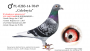 PL-0189-22-6177–samiec – syn „Rulera” (ojca „Celebryty”) x linia „Czerwonej 66” (11 x konkurs w pierwszej „6”) 
