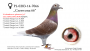 PL-0189-22-6177–samiec – syn „Rulera” (ojca „Celebryty”) x linia „Czerwonej 66” (11 x konkurs w pierwszej „6”) 