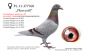 PL-0189-22-6177–samiec – syn „Rulera” (ojca „Celebryty”) x linia „Czerwonej 66” (11 x konkurs w pierwszej „6”) 