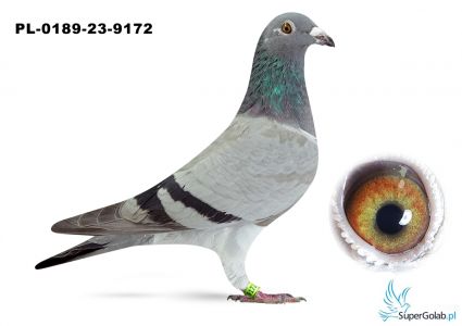  PL-0189-23-9172 - syn „Złotej Pary” x córka „Temidy” (18 x konkurs w pierwszej „18”) 