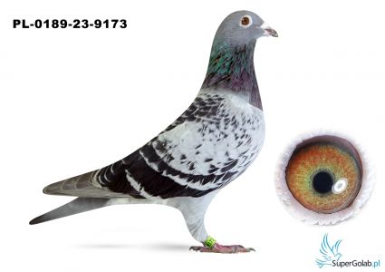 PL-0189-23-9173 – prawdopodobnie samica - syn „Złotej Pary” x córka „Temidy” (18 x konkurs w pierwszej „18”)