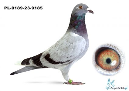 PL-0189-23-9185 – Top Inbreed („Celebryta”  x „Temida”) x córka Mega Gwiazdy „6007”: dziadkowie łącznie 49 x konkurs w pierwszej „10” 