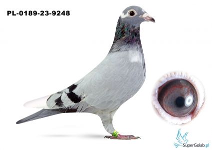 PL-0189-23-9248 – „Ruler” (samiec ze „Złotej Pary”) x wnuczka „Bak 17” Marcel Albrecht 