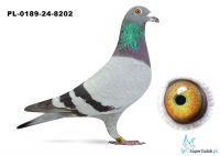 PL-0189-24-8202 samica – „Gregorio” (brat 2 Lotniczki Polski kat. D 2023) x córka „Złotej pary”<