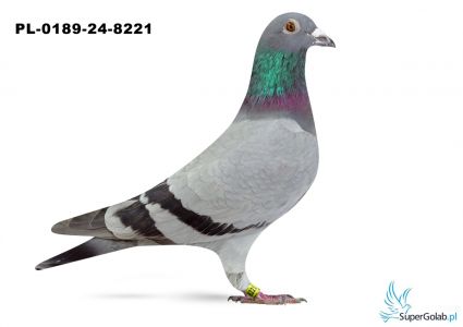 PL-0189-24-8221 – prawdopodobnie samica – Top Inbreed III („Celebryta” x „Temida”) x córka „Temidy