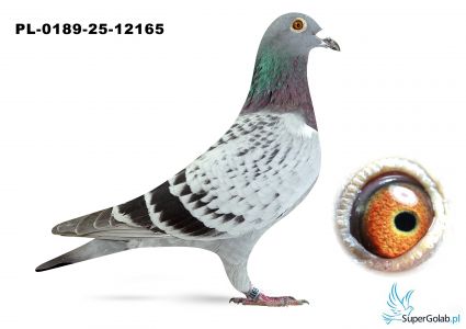 PL-0189-25-12165– brat 2 Asa Polski kat. D x wnuczka „Bak 17” 