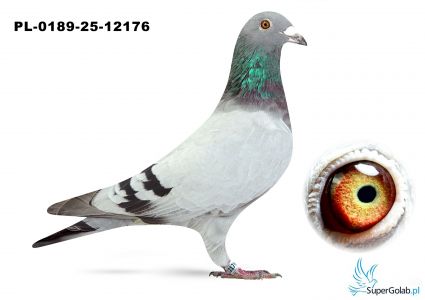 PL-0189-25-12176 – wnuk „Rulera”, „Temidy”, „Celebryty” i Mega Gwiazdy „Zoi” 