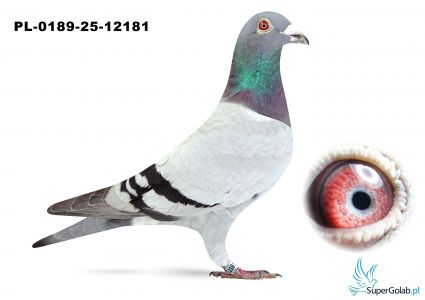 PL-0189-25-12181 – wnuk „Zulusa” i „Temidy”