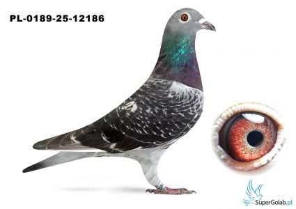 PL-0189-25-12186 – wnuczka „Złotej pary” i „Czerwonej 66”