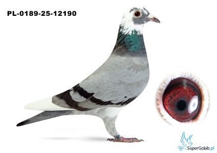 PL-0189-25-12190 – wnuczka „Zulusa”, „9196”, „Rulera” i „Temidy” 