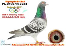 PL-0190-14-7234  olimpijczyk z Brukseli 2017 +2 wnuki Kittel+2wnuki Hurrican+2wnukiRudy i okolo 20dzeci po Olimpijczyku  oraz caly rozpłód okolo 100 gołębi