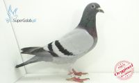 PL-0190-15-18621