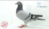 PL-0190-16-7826