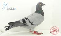 PL-0190-17-13948