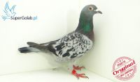 PL-0190-17-8280