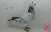 PL-0190-18-10833 wnuk olimpijczyka