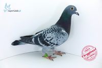PL-0190-18-10843 wnuczka 2 olimpijczyków 19019 & 19004 !!