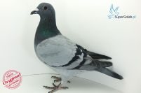 PL-0190-18-10848 wnuk De Gus - Nesta !