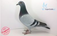 PL-0190-18-10850 wnuczka 19019 !!