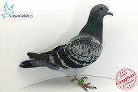 PL-0190-18-10943 inbred