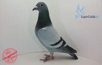 PL-0190-18-10945 Mix aaów lotowych - wnuk 19004!!