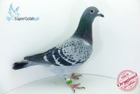 PL-0190-18-10966 wnuczka olimpijczyka 19004!