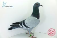 PL-0190-18-10989 totalny inbred - wnuk