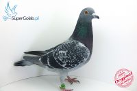 PL-0190-18-11000 inbred olimpijczyka 19019 (syn x babka) !!