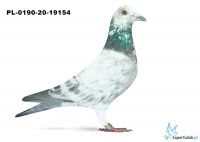 PL-0190-20-19154