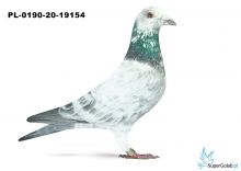 PL-0190-20-19154