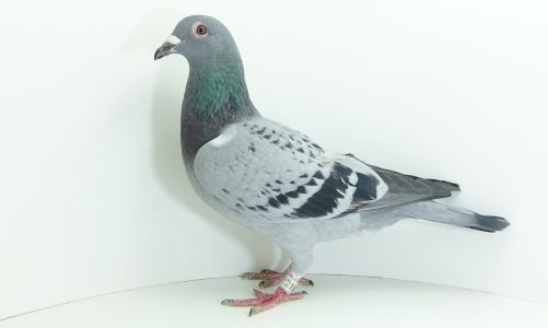 PL-0190-20-19156 Kitel Leo x inbred 520 Prange