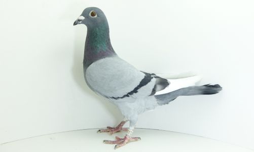 PL-0190-20-19162 Olimpiade 19004 x córka 19019