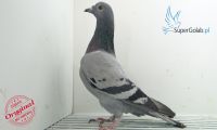 PL-0190-20-21902