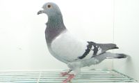 PL-0190-20-5705 - ŚWITAJ TOMASZ