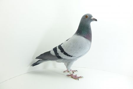 PL-0190-20- 7755  Olimpijczyk 19019 x córka olimpijczyka 5071 MTM Pałka