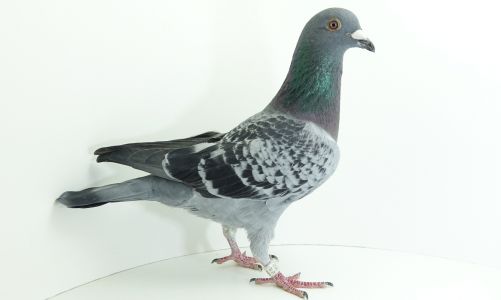 PL-0190-20-9103 Kitel Leo x M.T.M. Pałka