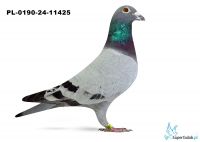 PL-0190-24-11425 - 24 gołąb z Finału Gifhorn 535 km Rar