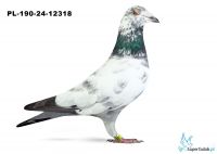 PL-0190-24-12318 - 20 gołąb z Finału Gifhorn - 535 km Łukasz Kurizoba