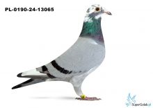 PL-0190-24-13065 8 gołąb z Finału Gifhorn - 535 TEAM G-K 