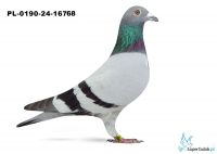 PL-0190-24-16768 - TEAM GX / B-T 6 - AS DALEKI DYSTANS