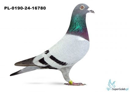 PL-0190-24-16780 TEAM Gmerek – B-T