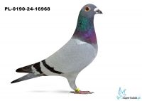 PL-0190-24-16968 –Team Martyna Teresina – 2 z lotu Kościan