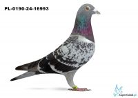 PL-0190-24-16993 - 5 gołąb z Finału Gifhorn