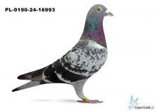 PL-0190-24-16993 - 5 gołąb z Finału Gifhorn