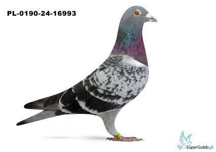 PL-0190-24-16993 - 5 gołąb z Finału Gifhorn