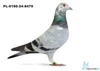 PL-0190-24-8479 - 2 gołąb z Finału Gifhorn 535 km  Krzysztof Dominiak