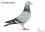 PL-0190-24-8479 - 2 gołąb z Finału Gifhorn 535 km  Krzysztof Dominiak