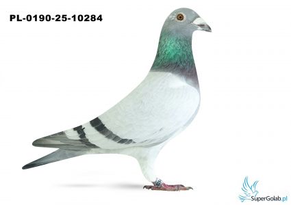 PL-0190-25-10284 WG Rejon VI Poznań