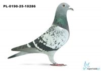 PL-0190-25-10286 WG Rejon VI Poznań